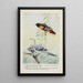 Goldie Baltimore oriole Sammy the jay - Louis Agassiz Fuertes — framed artwork on a wall
