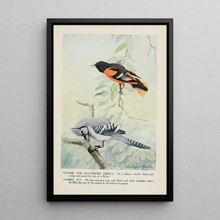 Goldie Baltimore oriole Sammy the jay - Louis Agassiz Fuertes — framed artwork on a wall