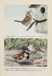 Jenny the wren Bully the English sparrow Chippy the chipping sparrow - Louis Agassiz Fuertes — artwork view