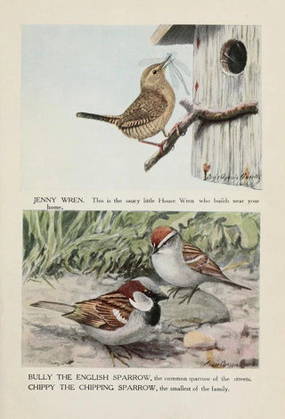 Jenny the wren Bully the English sparrow Chippy the chipping sparrow - Louis Agassiz Fuertes — artwork view