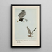 King the eagle Plunger the osprey - Louis Agassiz Fuertes — framed artwork on a wall