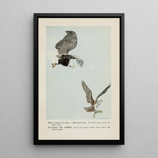 King the eagle Plunger the osprey - Louis Agassiz Fuertes — framed artwork on a wall