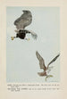 King the eagle Plunger the osprey - Louis Agassiz Fuertes — artwork view