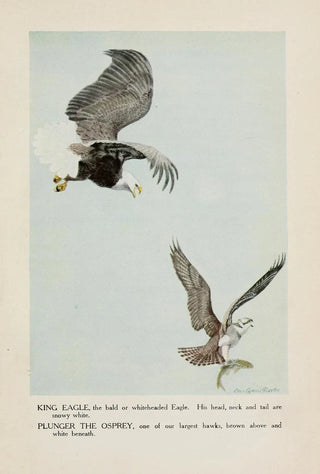 King the eagle Plunger the osprey - Louis Agassiz Fuertes — artwork view