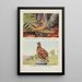 Longbill la bécasse Bob White - Louis Agassiz Fuertes — framed artwork on a wall
