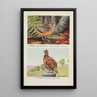 Longbill la bécasse Bob White - Louis Agassiz Fuertes — framed artwork on a wall