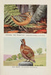 Longbill la bécasse Bob White - Louis Agassiz Fuertes — artwork view
