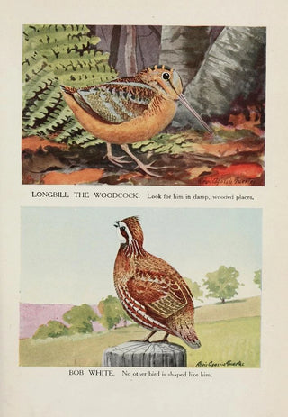 Longbill la bécasse Bob White - Louis Agassiz Fuertes — artwork view