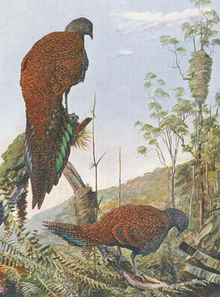 Louis Agassiz Fuertes - Malay BronzeTailed Peacock Pheasant.webp