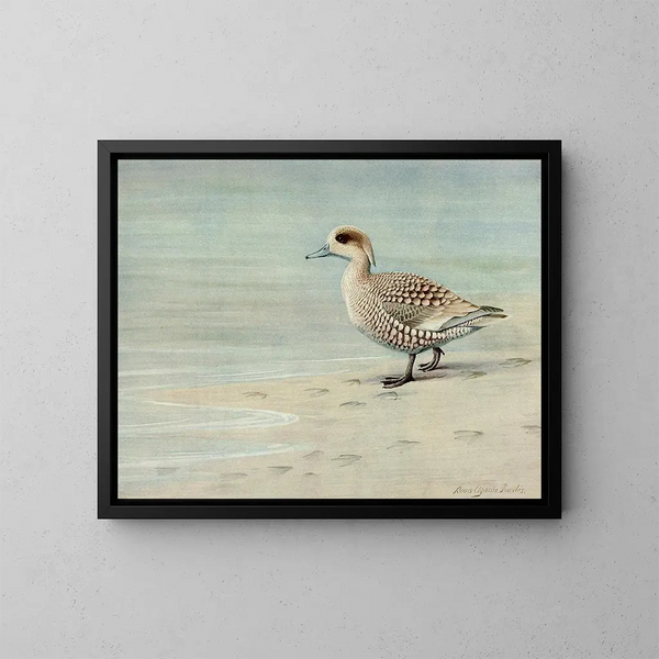 Marbled Duck - Louis Agassiz Fuertes — framed artwork on a wall