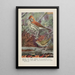 Melody the thrush of the woods Teacher the crowned warbler - Louis Agassiz Fuertes — framed artwork on a wall