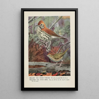 Melody the thrush of the woods Teacher the crowned warbler - Louis Agassiz Fuertes — framed artwork on a wall