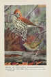 Melody the thrush of the woods Teacher the crowned warbler - Louis Agassiz Fuertes — artwork view