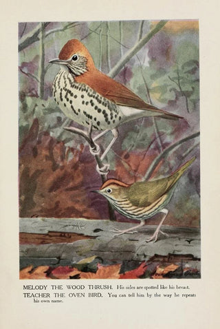 Melody the thrush of the woods Teacher the crowned warbler - Louis Agassiz Fuertes — artwork view