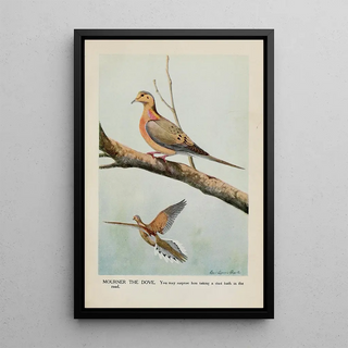 Mourner la colombe - Louis Agassiz Fuertes — framed artwork on a wall