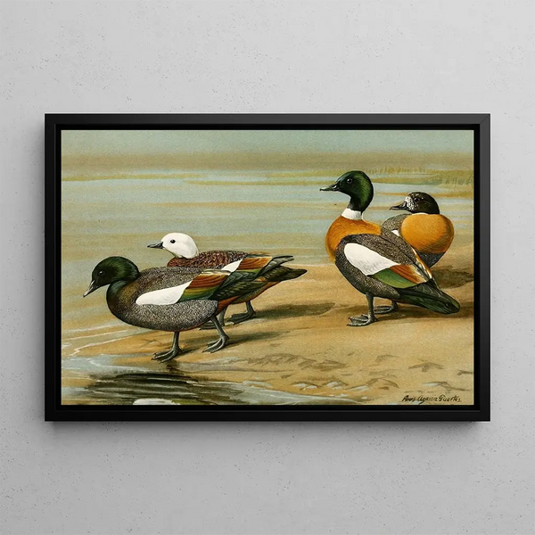 New Zealand King Tadorne - Louis Agassiz Fuertes — framed artwork on a wall