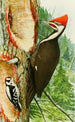 Red-headed Woodpecker - Louis Agassiz Fuertes — artwork view