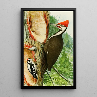 Red-headed Woodpecker - Louis Agassiz Fuertes — framed artwork on a wall