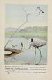 Rattles the Kingfisher Teeter the Grizzled Knight Longlegs the Great Blue Heron - Louis Agassiz Fuertes — artwork view