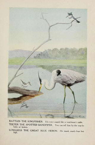 Rattles the Kingfisher Teeter the Grizzled Knight Longlegs the Great Blue Heron - Louis Agassiz Fuertes — artwork view