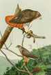 Buse à queue rousse Épervier de Cooper - Louis Agassiz Fuertes — artwork view