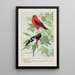 Redcoat the Scarlet Tanager Rosebreast the Gros-bec - Louis Agassiz Fuertes — framed artwork on a wall