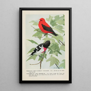 Redcoat the Scarlet Tanager Rosebreast the Gros-bec - Louis Agassiz Fuertes — framed artwork on a wall