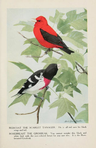 Redcoat the Scarlet Tanager Rosebreast the Gros-bec - Louis Agassiz Fuertes — artwork view