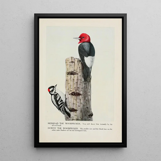 Redhead le Pic épeiche Downy le Pic mineur - Louis Agassiz Fuertes — framed artwork on a wall