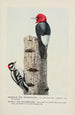 Redhead le Pic épeiche Downy le Pic mineur - Louis Agassiz Fuertes — artwork view
