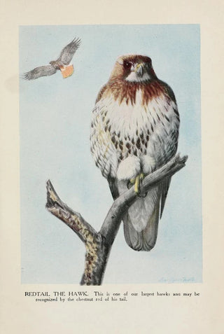 Redtail la Buse - Louis Agassiz Fuertes — artwork view
