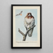 Redtail la Buse - Louis Agassiz Fuertes — framed artwork on a wall