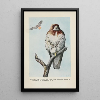 Redtail la Buse - Louis Agassiz Fuertes — framed artwork on a wall