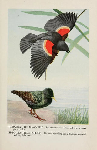 Redwing le Carouge à épaulettes Speckles l'Étourneau - Louis Agassiz Fuertes — artwork view