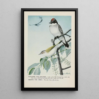 Scrapper le Tyran tritri Redeye le Viréo aux yeux rouges - Louis Agassiz Fuertes — framed artwork on a wall