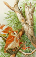 Little Owl - Louis Agassiz Fuertes — artwork view