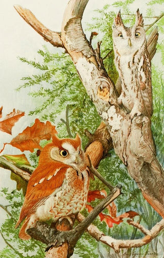 Little Owl - Louis Agassiz Fuertes — artwork view