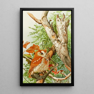 Little Owl - Louis Agassiz Fuertes — framed artwork on a wall