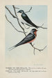 Skimmer l'Hirondelle bicolore Forktail l'Hirondelle rustique - Louis Agassiz Fuertes — artwork view