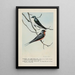 Skimmer l'Hirondelle bicolore Forktail l'Hirondelle rustique - Louis Agassiz Fuertes — framed artwork on a wall