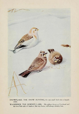 Snowflake le Bruant des neiges Wanderer l'Alouette hausse-col - Louis Agassiz Fuertes — artwork view