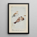 Snowflake le Bruant des neiges Wanderer l'Alouette hausse-col - Louis Agassiz Fuertes — framed artwork on a wall