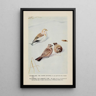 Snowflake le Bruant des neiges Wanderer l'Alouette hausse-col - Louis Agassiz Fuertes — framed artwork on a wall