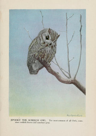 Spooky le Petit-duc - Louis Agassiz Fuertes — artwork view
