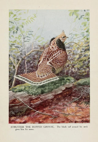 the Strutter le Tétras huppé - Louis Agassiz Fuertes — artwork view
