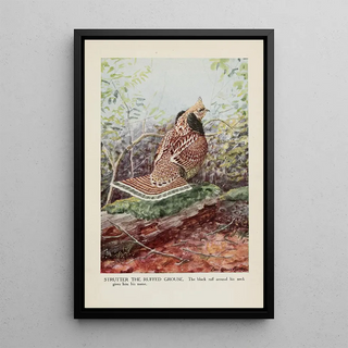 the Strutter le Tétras huppé - Louis Agassiz Fuertes — framed artwork on a wall