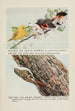 Sunshine the Yellow Warbler ZeeZee the Flame-colored Warbler SeepSeep the Brown Nuthatch by Louis Agassiz Fuertes — artwork view