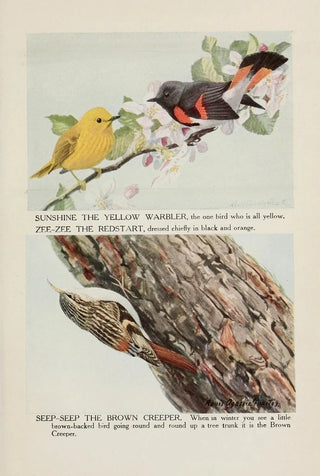 Sunshine the Yellow Warbler ZeeZee the Flame-colored Warbler SeepSeep the Brown Nuthatch by Louis Agassiz Fuertes — artwork view