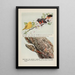 Sunshine the Yellow Warbler ZeeZee the Flame-colored Warbler SeepSeep the Brown Nuthatch by Louis Agassiz Fuertes — framed artwork on a wall