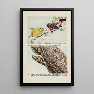 Sunshine the Yellow Warbler ZeeZee the Flame-colored Warbler SeepSeep the Brown Nuthatch by Louis Agassiz Fuertes — framed artwork on a wall